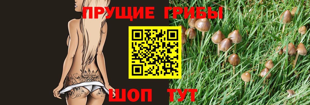 Галлюциногенные грибы Psilocybine cubensis Сарапул